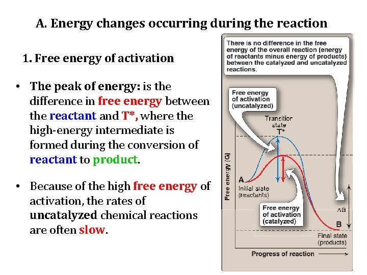A. Energy changes occurring during the reaction 1. Free energy of activation • The