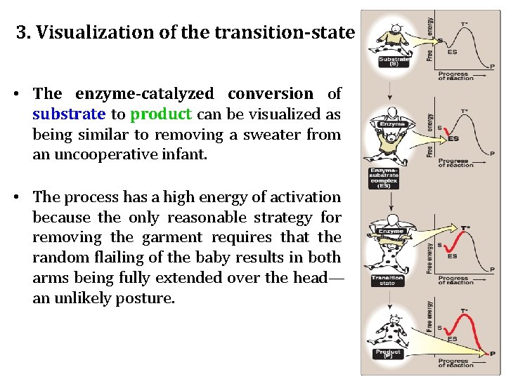 3. Visualization of the transition-state • The enzyme-catalyzed conversion of substrate to product can