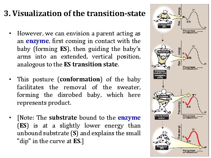 3. Visualization of the transition-state • However, we can envision a parent acting as