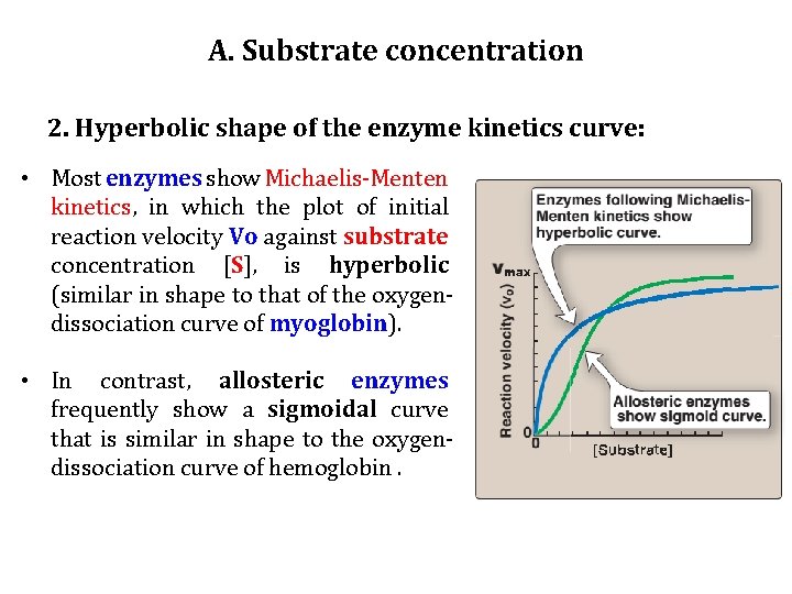 A. Substrate concentration 2. Hyperbolic shape of the enzyme kinetics curve: • Most enzymes
