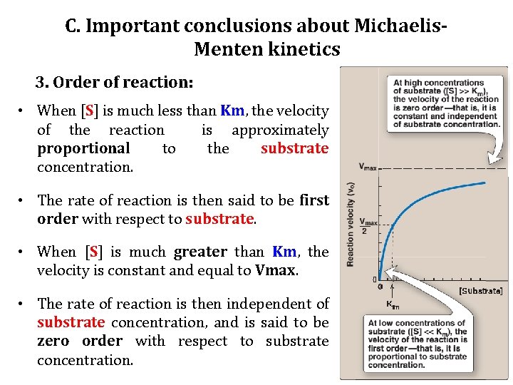 C. Important conclusions about Michaelis. Menten kinetics 3. Order of reaction: • When [S]
