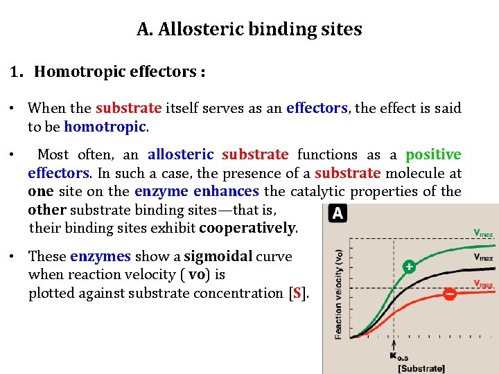A. Allosteric binding sites 1. Homotropic effectors : • When the substrate itself serves