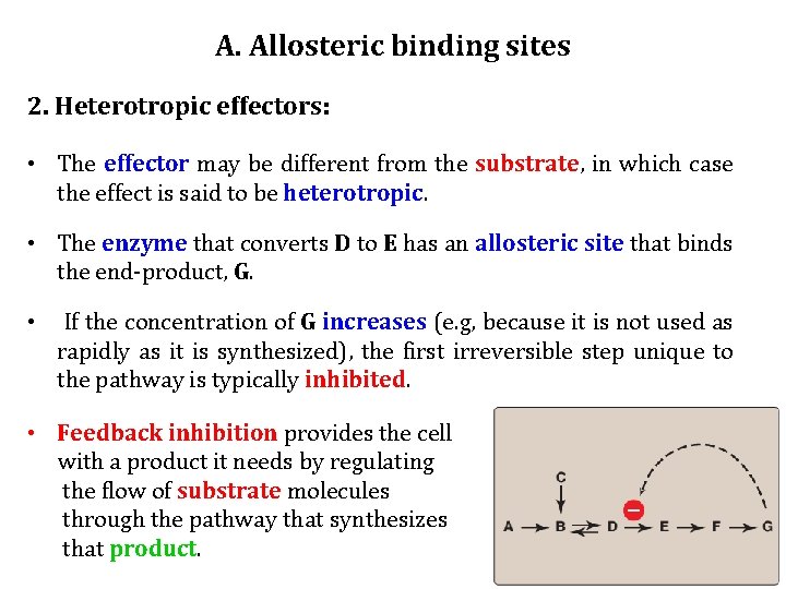 A. Allosteric binding sites 2. Heterotropic effectors: • The effector may be different from