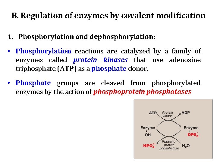 B. Regulation of enzymes by covalent modification 1. Phosphorylation and dephosphorylation: • Phosphorylation reactions
