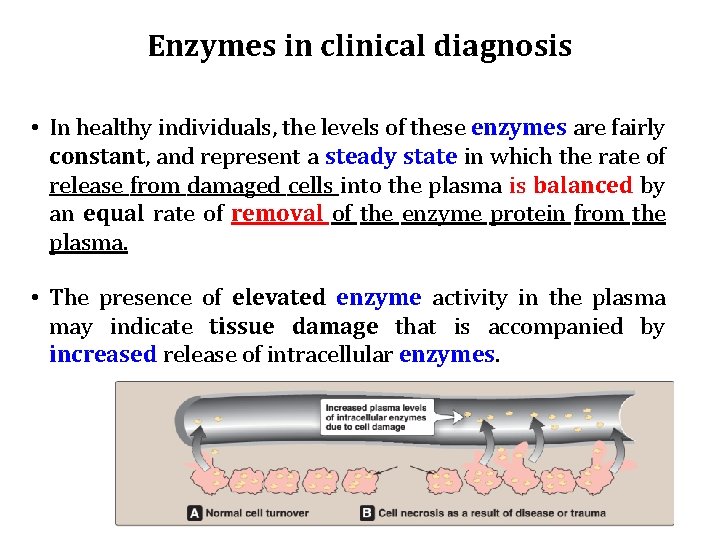 Enzymes in clinical diagnosis • In healthy individuals, the levels of these enzymes are