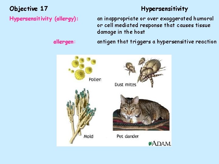 Objective 17 Hypersensitivity (allergy): allergen: an inappropriate or over exaggerated humoral or cell mediated