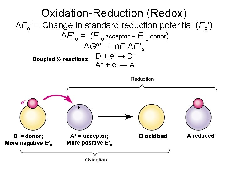 Oxidation-Reduction (Redox) ΔEo’ = Change in standard reduction potential (Eo’) ΔE’o = (E’o acceptor