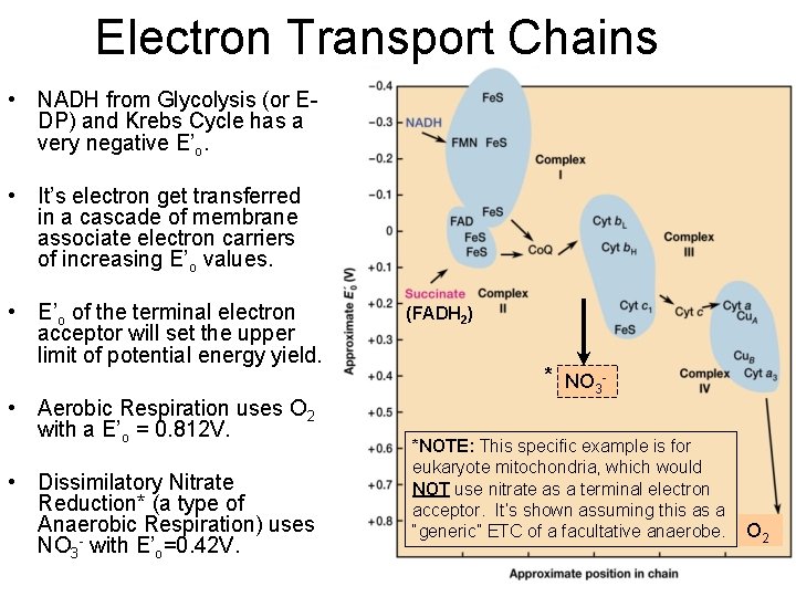 Electron Transport Chains • NADH from Glycolysis (or EDP) and Krebs Cycle has a