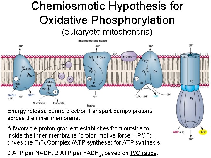 Chemiosmotic Hypothesis for Oxidative Phosphorylation (eukaryote mitochondria) Energy release during electron transport pumps protons