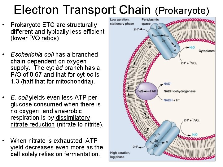 Electron Transport Chain (Prokaryote) • Prokaryote ETC are structurally different and typically less efficient
