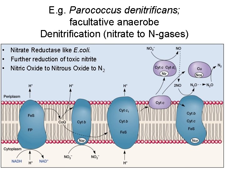 E. g. Parococcus denitrificans; facultative anaerobe Denitrification (nitrate to N-gases) • Nitrate Reductase like