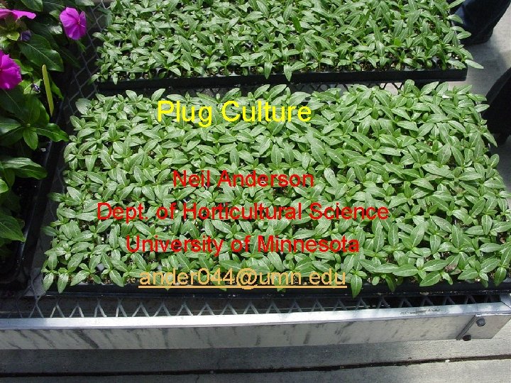 Plug Culture Neil Anderson Dept. of Horticultural Science University of Minnesota ander 044@umn. edu