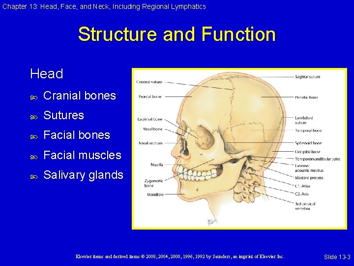 Chapter 13: Head, Face, and Neck, Including Regional Lymphatics Structure and Function Head Cranial