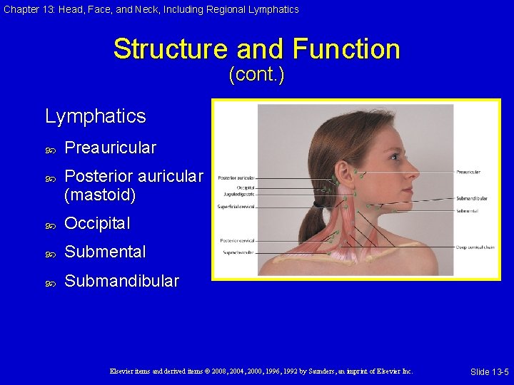 Chapter 13: Head, Face, and Neck, Including Regional Lymphatics Structure and Function (cont. )