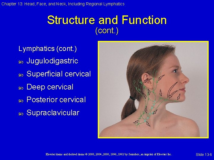 Chapter 13: Head, Face, and Neck, Including Regional Lymphatics Structure and Function (cont. )