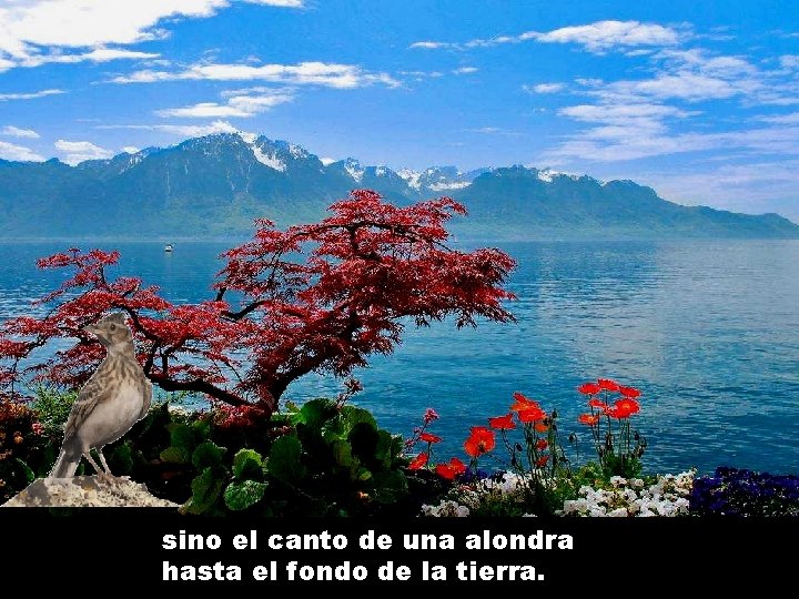 sino el canto de una alondra hasta el fondo de la tierra. 