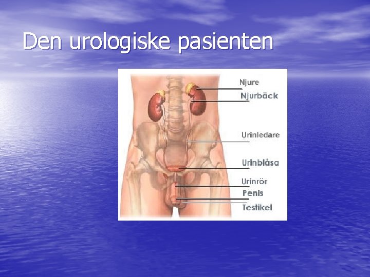 Den urologiske pasienten Den urologiske pasienten