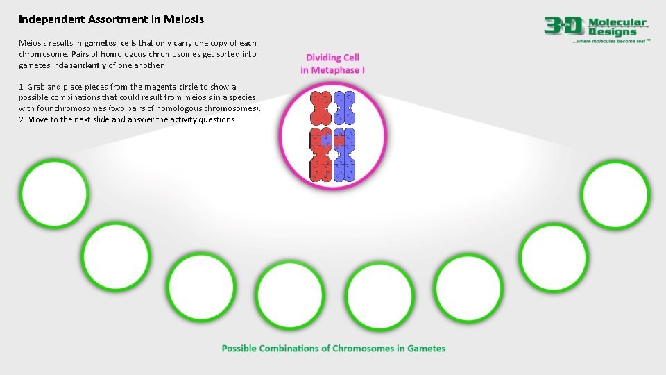 Independent Assortment in Meiosis results in gametes, cells that only carry one copy of