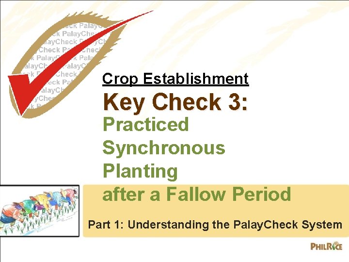 Crop Establishment Key Check 3: Practiced Synchronous Planting after a Fallow Period Part 1: