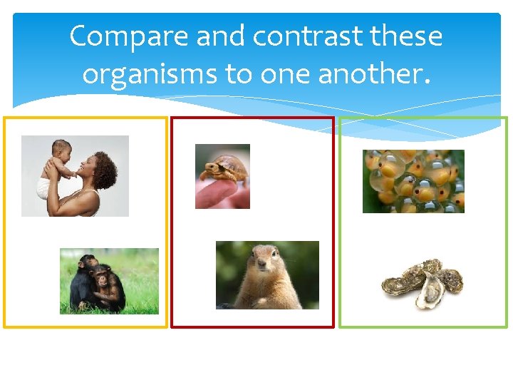 Compare and contrast these organisms to one another. 