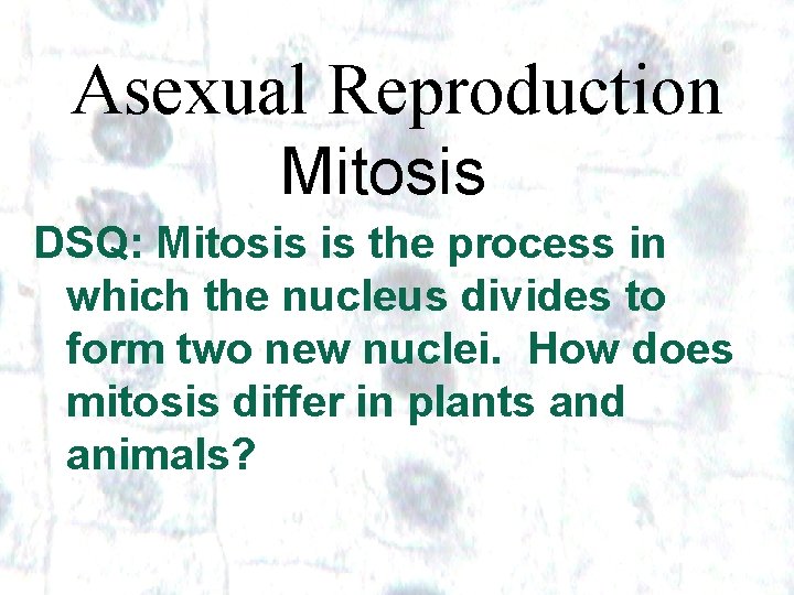 Asexual Reproduction Mitosis DSQ: Mitosis is the process in which the nucleus divides to