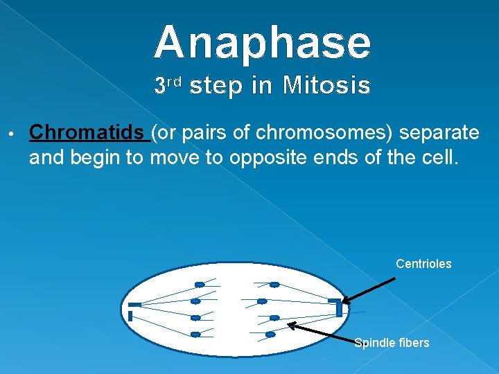 Anaphase 3 rd step in Mitosis • Chromatids (or pairs of chromosomes) separate and