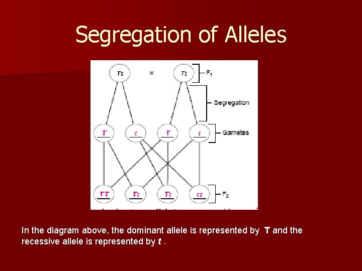 Segregation of Alleles In the diagram above, the dominant allele is represented by T