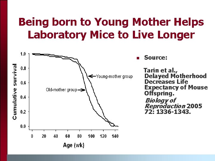 Being born to Young Mother Helps Laboratory Mice to Live Longer Source: Tarin et