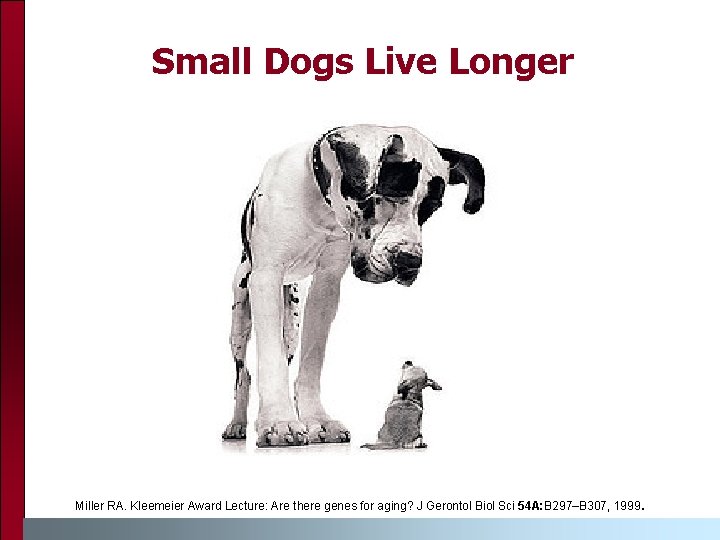 Small Dogs Live Longer Miller RA. Kleemeier Award Lecture: Are there genes for aging?