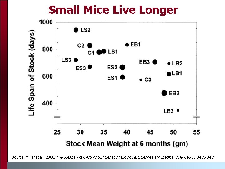 Small Mice Live Longer Source: Miller et al. , 2000. The Journals of Gerontology