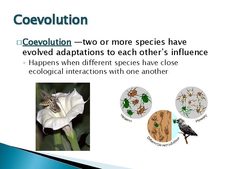 Coevolution � Coevolution —two or more species have evolved adaptations to each other’s influence