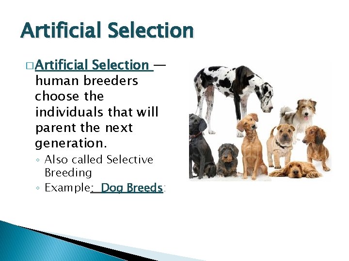 Artificial Selection � Artificial Selection — human breeders choose the individuals that will parent