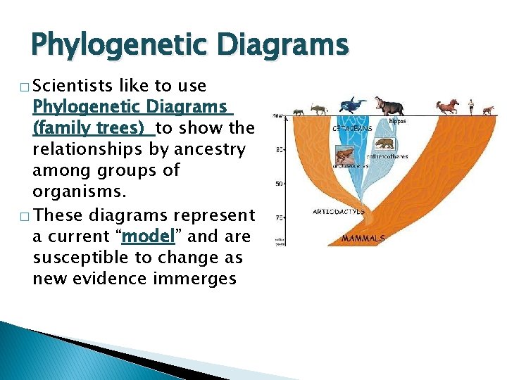 Phylogenetic Diagrams � Scientists like to use Phylogenetic Diagrams (family trees) to show the