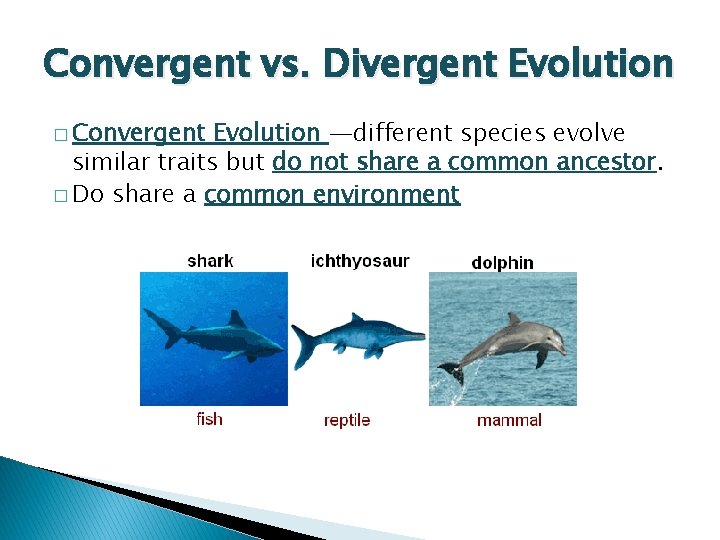 Convergent vs. Divergent Evolution � Convergent Evolution —different species evolve similar traits but do