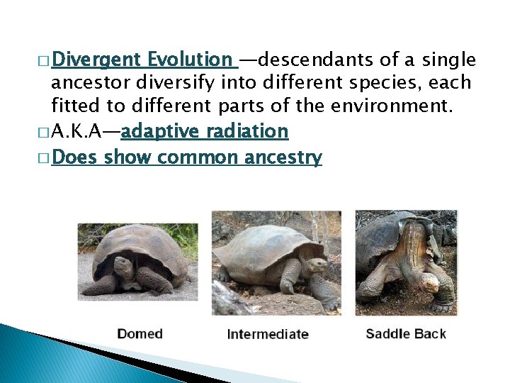 � Divergent Evolution —descendants of a single ancestor diversify into different species, each fitted