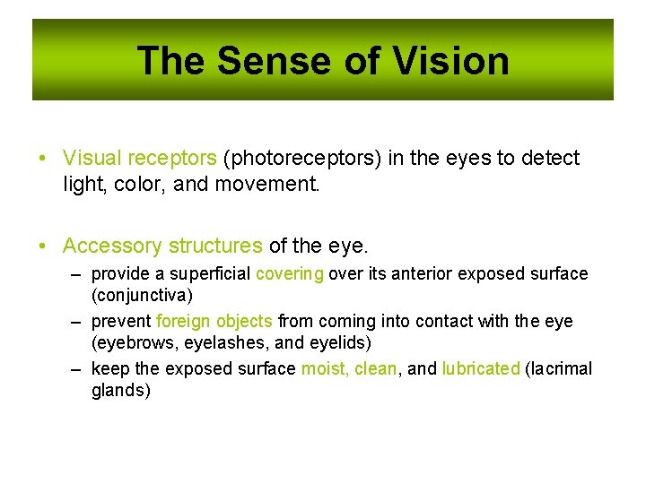 The Sense of Vision • Visual receptors (photoreceptors) in the eyes to detect light, The Sense of Vision • Visual receptors (photoreceptors) in the eyes to detect light,