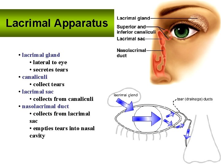 Lacrimal Apparatus • lacrimal gland • lateral to eye • secretes tears • canaliculi Lacrimal Apparatus • lacrimal gland • lateral to eye • secretes tears • canaliculi
