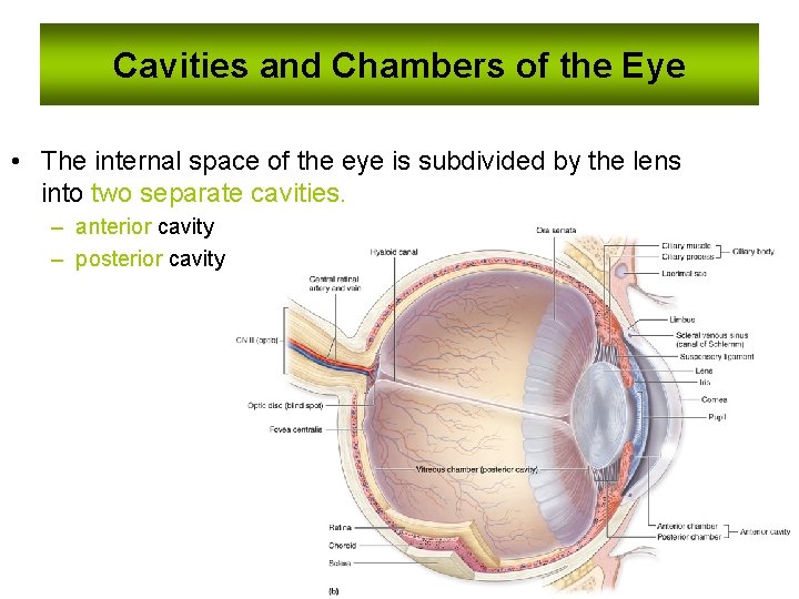 Cavities and Chambers of the Eye • The internal space of the eye is Cavities and Chambers of the Eye • The internal space of the eye is