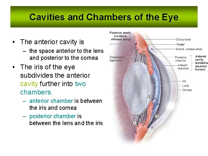 Cavities and Chambers of the Eye • The anterior cavity is – the space Cavities and Chambers of the Eye • The anterior cavity is – the space