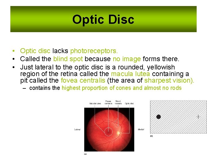 Optic Disc • Optic disc lacks photoreceptors. • Called the blind spot because no Optic Disc • Optic disc lacks photoreceptors. • Called the blind spot because no