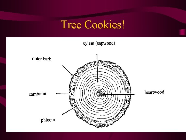 Tree Cookies! 