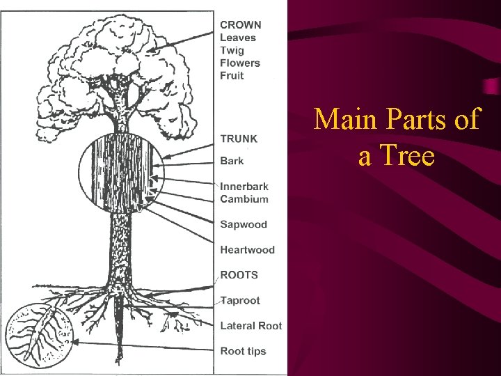 Main Parts of a Tree 