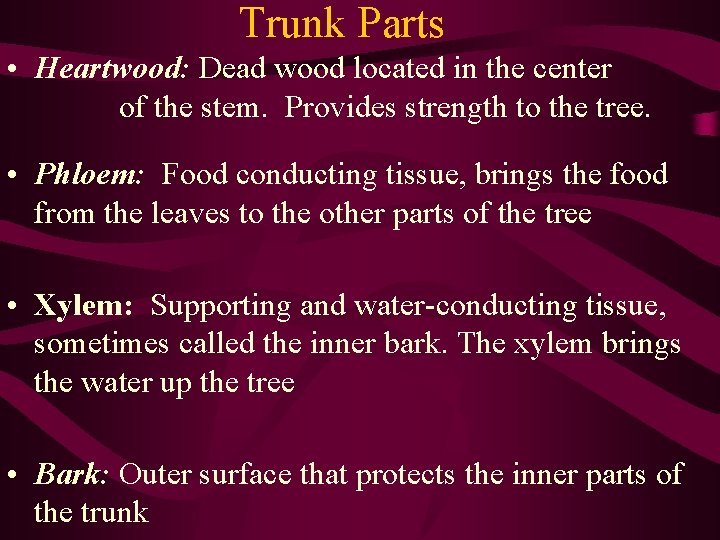 Trunk Parts • Heartwood: Dead wood located in the center of the stem. Provides