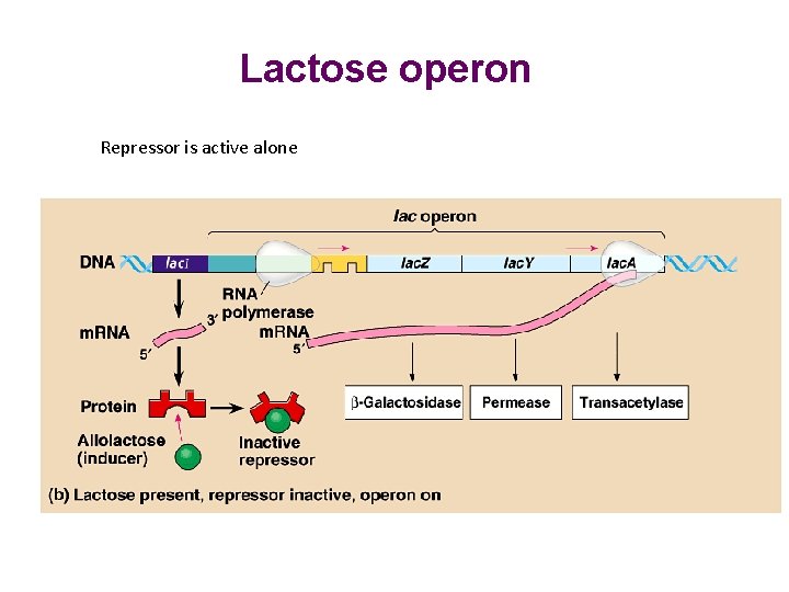 Lactose operon Repressor is active alone Lactose operon Repressor is active alone