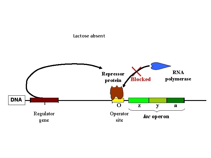 Lactose absent Repressor protein DNA I O Regulator gene Operator site RNA polymerase Blocked Lactose absent Repressor protein DNA I O Regulator gene Operator site RNA polymerase Blocked