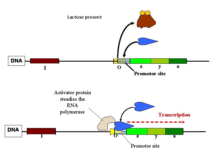Lactose present DNA O I z y Promotor site Activator protein steadies the RNA Lactose present DNA O I z y Promotor site Activator protein steadies the RNA