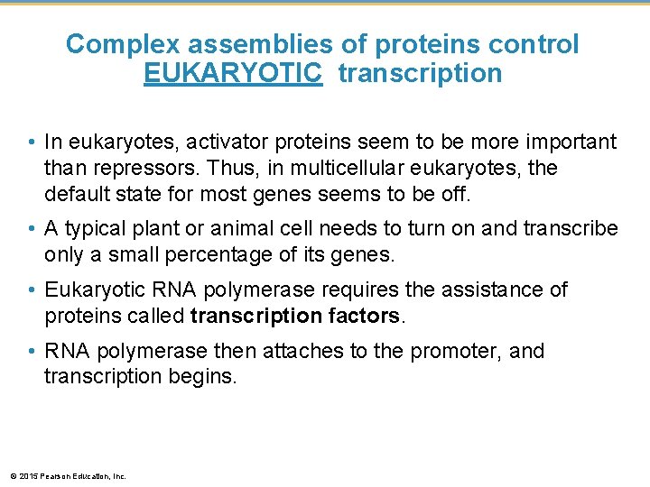 Complex assemblies of proteins control EUKARYOTIC transcription • In eukaryotes, activator proteins seem to Complex assemblies of proteins control EUKARYOTIC transcription • In eukaryotes, activator proteins seem to