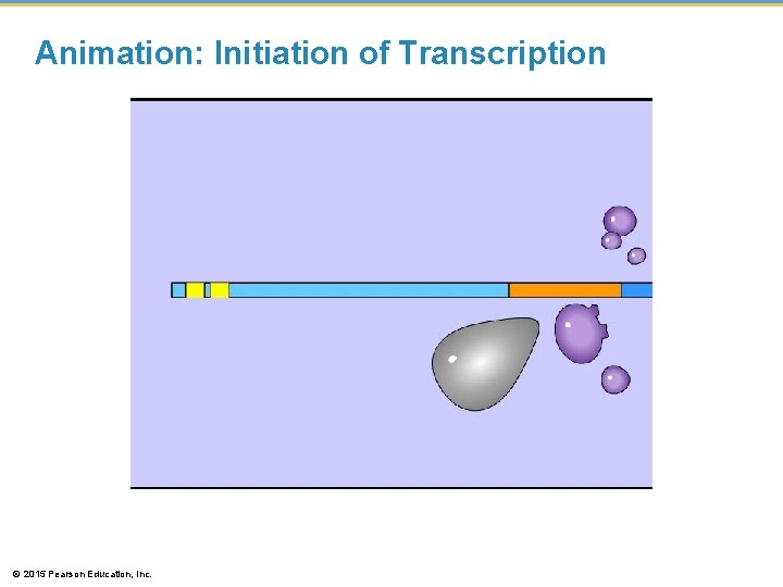 Animation: Initiation of Transcription © 2015 Pearson Education, Inc. Animation: Initiation of Transcription © 2015 Pearson Education, Inc.
