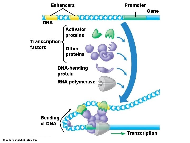 Enhancers Promoter Gene DNA Activator proteins Transcription factors Other proteins DNA-bending protein RNA polymerase Enhancers Promoter Gene DNA Activator proteins Transcription factors Other proteins DNA-bending protein RNA polymerase