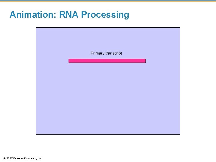 Animation: RNA Processing © 2015 Pearson Education, Inc. Animation: RNA Processing © 2015 Pearson Education, Inc.